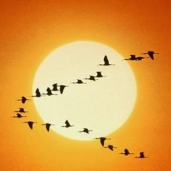 Pajaritos En El Aire