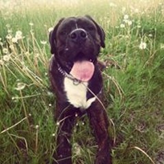 Hendrik Henne Niemann