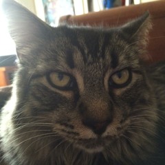 BCat