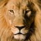 Leo The Lion