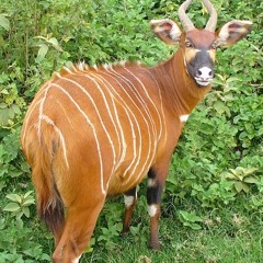 StripedDeer