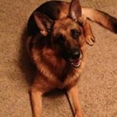 Michael Knickerbocker