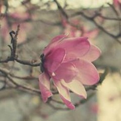 Manal Al Harbi