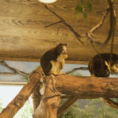 cats and sugar gliders