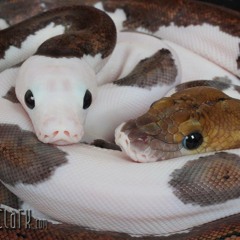 MatthewAFatKindaSexySelby