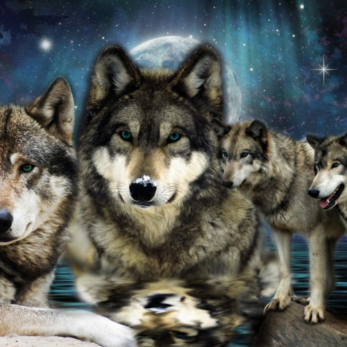 Wolf Pack’s avatar