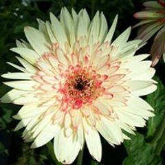 Mohammad Karama Timimi