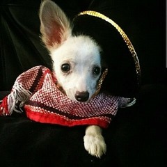 taco the the dog machado