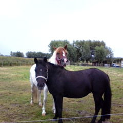 horse lover