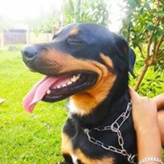 Matheus Ocker Buhrer