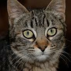 Luciano Zalamea Uribe