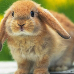 Sav the Mini Lop Goddess