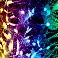 Brain Damage