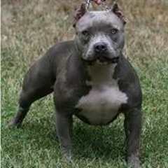 Chellous GucciChurchwell