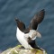 larus fuscus