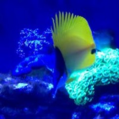 Atlantis-meerwasserzubehö