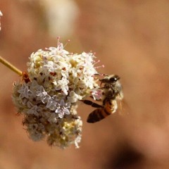 Atom the First Being