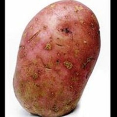 Aleksander Slåttrem