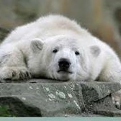 Osito Portilla Morales