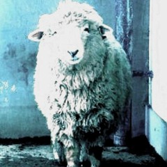 ab_sheep