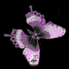 Butterfly Echo