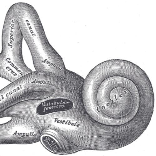 Stream Lisa - Cerati cover by cochlearwine | Listen online for free on