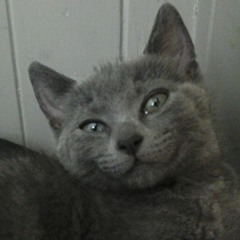 CinderJay