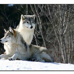 AlexxxM@C3 [WOLFGANG]