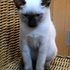 Victoria Nicole Santos