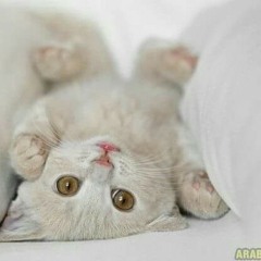 cute cat