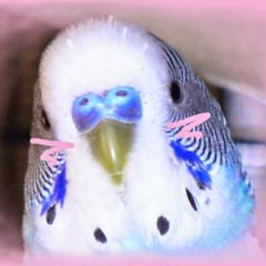 Budgie Buddy