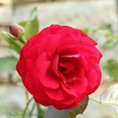 Chinedu Daniel Ezife