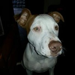 Jp Van Der Westhuizen