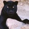 Georg.Panther