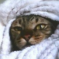 จันทรวิภา ศรฉัตร