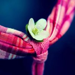 Scarlet Pimpernel