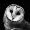 Dat Owl