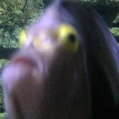 Sonic Suicide Revolution