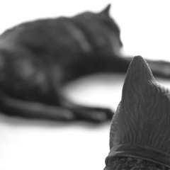 Catsbum