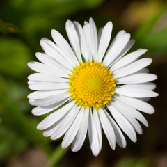 Ad Asteris: Dreaming365IX