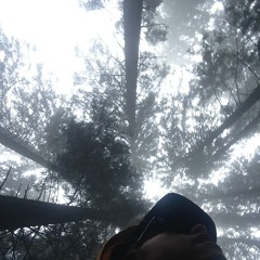 searching for unicorns