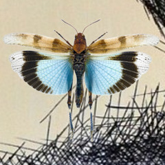 MultiFunktionalShimmer