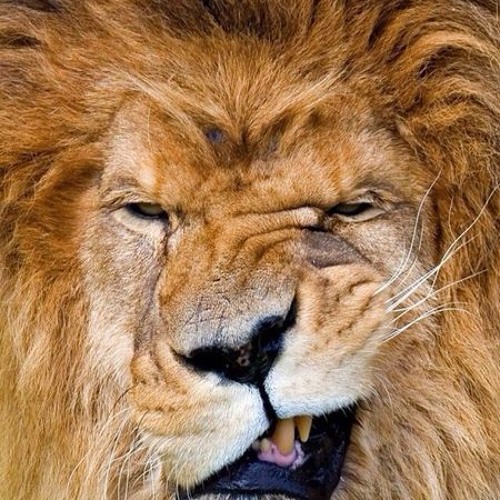 Two Friends Instrum Trap King Fetty Wap Ft Adriana Gomez Cover By Two Friends Listen To Music soundcloud