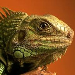 Lizard_Voodoo