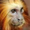 squareMonkey