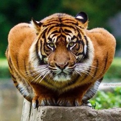 Yassine Zaïd - ©raftor