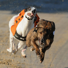 GREYHOUND
