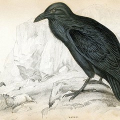 The Ranting Raven