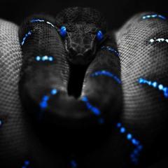 أسامة أبراهيم