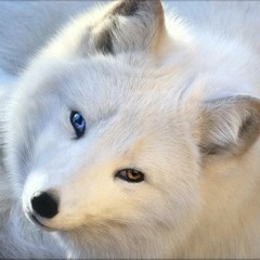 Vulpine88